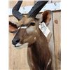 Image 5 : African Nyala Shoulder Mount Taxidermy