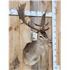 Image 2 : Fallow Deer Shoulder Mount Taxidermy