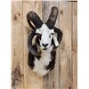 Image 2 : Jacob's 4 Horn Ram Sheep Shoulder Mount Taxidermy