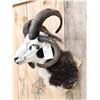 Image 5 : Jacob's 4 Horn Ram Sheep Shoulder Mount Taxidermy