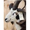 Image 6 : Jacob's 4 Horn Ram Sheep Shoulder Mount Taxidermy