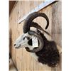 Image 7 : Jacob's 4 Horn Ram Sheep Shoulder Mount Taxidermy