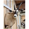 Image 4 : African Gemsbok Shoulder Mount Taxidermy