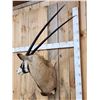 Image 5 : African Gemsbok Shoulder Mount Taxidermy