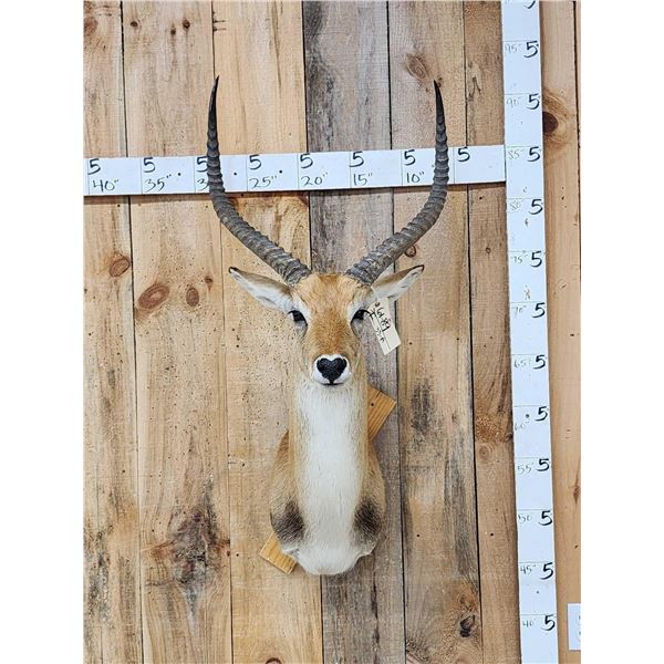 African Kafue Flats Lechwe Shoulder Mount Taxidermy