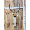Image 1 : African Kafue Flats Lechwe Shoulder Mount Taxidermy