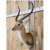 Image 2 : African Kafue Flats Lechwe Shoulder Mount Taxidermy