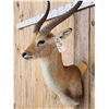 Image 3 : African Kafue Flats Lechwe Shoulder Mount Taxidermy