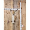 Image 4 : African Kafue Flats Lechwe Shoulder Mount Taxidermy