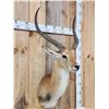 Image 5 : African Kafue Flats Lechwe Shoulder Mount Taxidermy