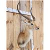 Image 6 : African Kafue Flats Lechwe Shoulder Mount Taxidermy