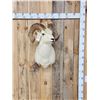 Image 1 : Alaskan Dall Sheep Shoulder Mount Taxidermy