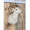 Image 2 : Alaskan Dall Sheep Shoulder Mount Taxidermy