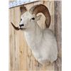 Image 4 : Alaskan Dall Sheep Shoulder Mount Taxidermy