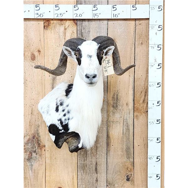 Awesome Exotic Ram Sheep Shoulder Mount Taxidermy