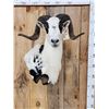 Image 2 : Awesome Exotic Ram Sheep Shoulder Mount Taxidermy