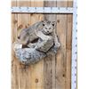 Image 1 : Alaskan Lynx Full Body Taxidermy Mount