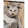 Image 2 : Alaskan Lynx Full Body Taxidermy Mount