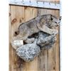 Image 3 : Alaskan Lynx Full Body Taxidermy Mount