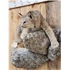 Image 4 : Alaskan Lynx Full Body Taxidermy Mount