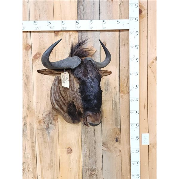 African Blue Wildebeest Shoulder Mount Taxidermy
