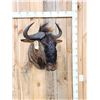 Image 1 : African Blue Wildebeest Shoulder Mount Taxidermy