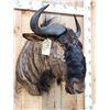 Image 2 : African Blue Wildebeest Shoulder Mount Taxidermy