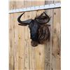 Image 3 : African Blue Wildebeest Shoulder Mount Taxidermy