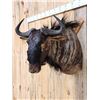 Image 4 : African Blue Wildebeest Shoulder Mount Taxidermy