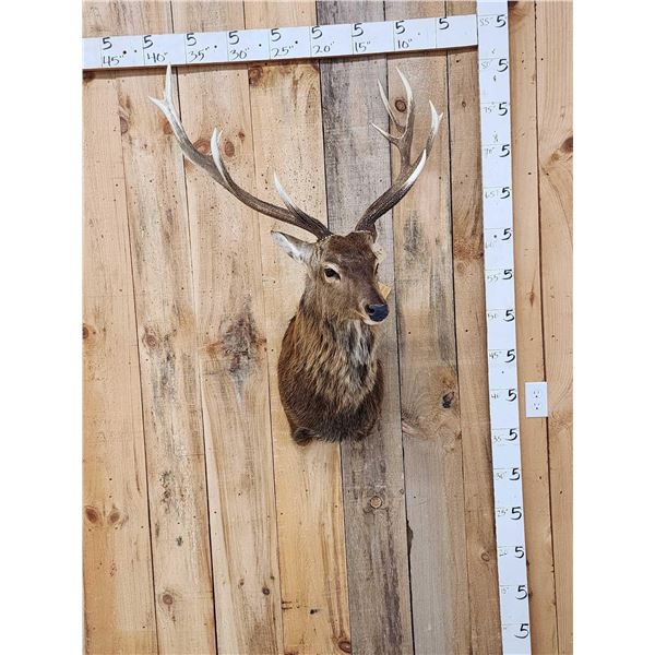 Sika Deer Shoulder Mount Taxidermy