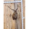 Image 1 : Sika Deer Shoulder Mount Taxidermy