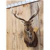 Image 2 : Sika Deer Shoulder Mount Taxidermy