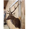 Image 3 : Sika Deer Shoulder Mount Taxidermy