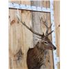 Image 4 : Sika Deer Shoulder Mount Taxidermy