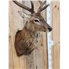 Image 5 : Sika Deer Shoulder Mount Taxidermy