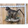 Image 1 : African Chakma Baboon Full Body Taxidermy Mount