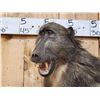 Image 2 : African Chakma Baboon Full Body Taxidermy Mount