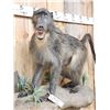 Image 3 : African Chakma Baboon Full Body Taxidermy Mount