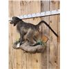Image 4 : African Chakma Baboon Full Body Taxidermy Mount