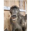 Image 5 : African Chakma Baboon Full Body Taxidermy Mount