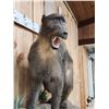 Image 6 : African Chakma Baboon Full Body Taxidermy Mount
