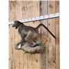 Image 7 : African Chakma Baboon Full Body Taxidermy Mount