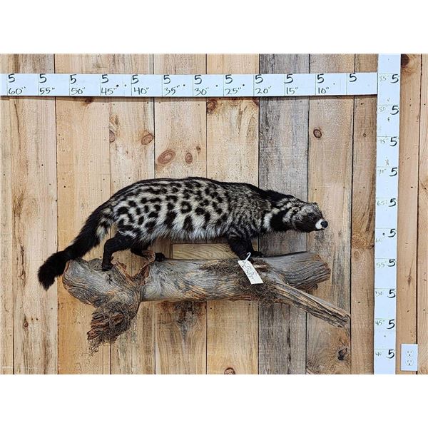 African Civet Full Body Taxidermy Mount