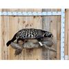 Image 1 : African Civet Full Body Taxidermy Mount