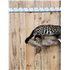 Image 2 : African Civet Full Body Taxidermy Mount