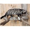 Image 4 : African Civet Full Body Taxidermy Mount