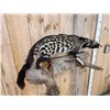 Image 5 : African Civet Full Body Taxidermy Mount