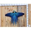 Image 1 : Spectacular Blue & Yellow Macaw In Flight Bird Taxidermy