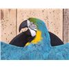 Image 2 : Spectacular Blue & Yellow Macaw In Flight Bird Taxidermy