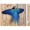 Image 3 : Spectacular Blue & Yellow Macaw In Flight Bird Taxidermy